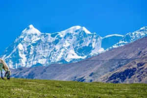 Ali Bedni Bugyal Trek - 01 May 2026